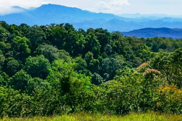 Finca cafetalera en venta en potrerillos arriba