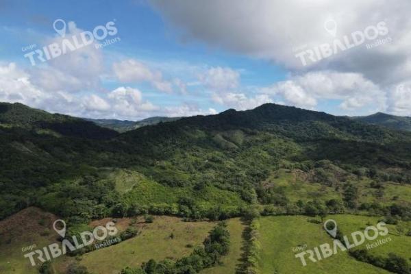 Se vende finca ganadera en margarita de chepo