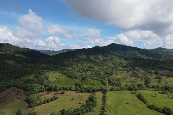 Venta de finca margarita chepo 200 has