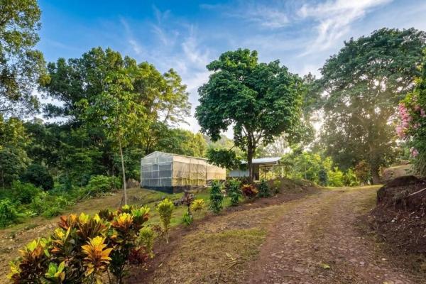 Coffee farm for sale in el cascajal, la pintada