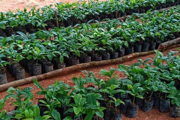 Coffee farm for sale in el cascajal, la pintada