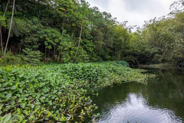 Spring-fed lake & 10 hectares for sale in rovira d