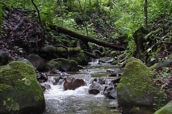15 hectares fertile land potrerillos, chiriqui