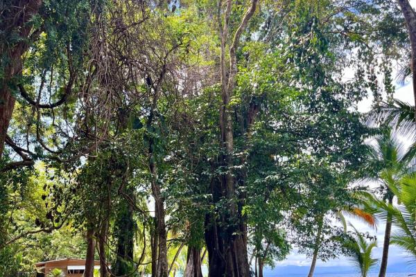 Beachfront off-grid home for sale