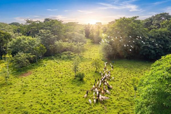 55 hectare cattle farm for sale in colon