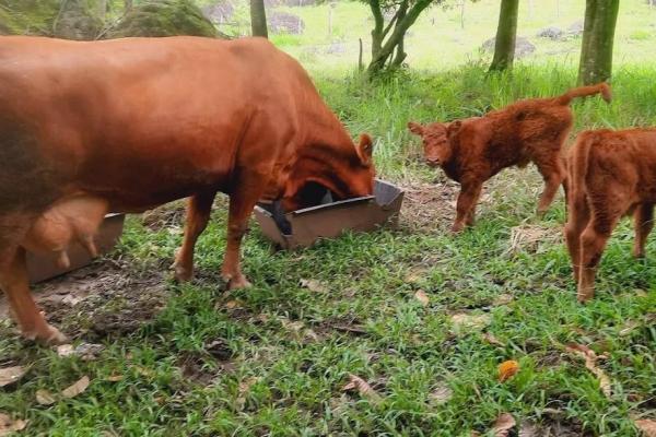 Finca de 68 hectareas en chicá, panama oeste