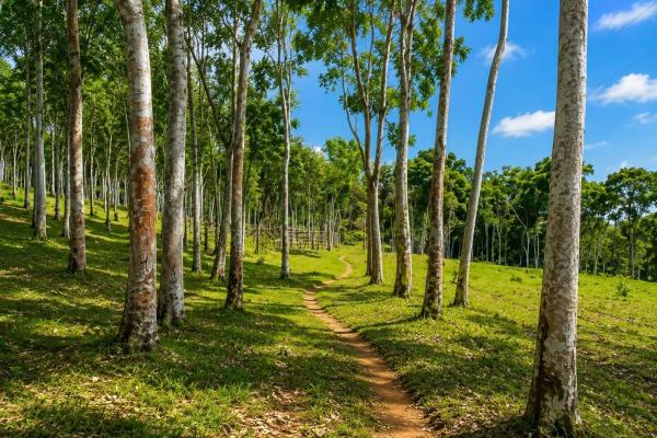 Terreno de 14,5 hectáreas a orillas del lago gatún, arenosa.