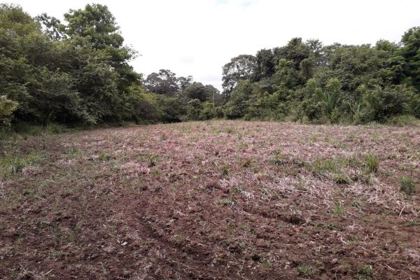 Terreno 69 hectareas en puerto armuelles, limones oportunidad de inversión