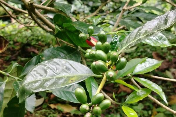 Award winner coffee farm