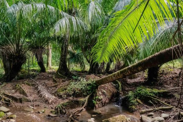 Expansive land for sale in las lomas, david