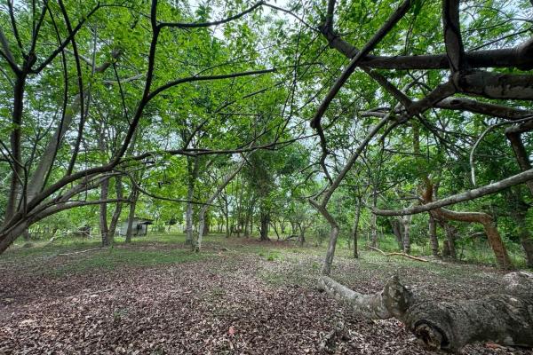 Venta de terreno de 9.9 hectáreas cerca de playas en el higo, san carlos