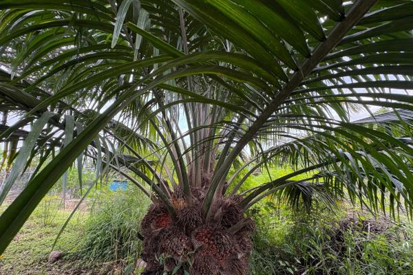 +9 hectáreas de terreno plano frente al mar en venta
