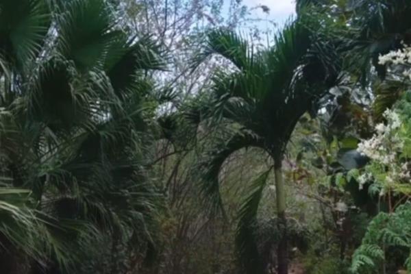 Finca de desarrollo de 26 hectáreas con vistas al océano y a la montaña.