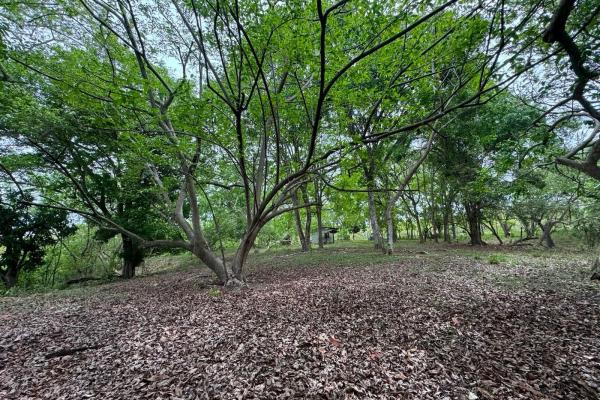 Venta de terreno de 9.9 hectáreas cerca de playas en el higo, san carlos