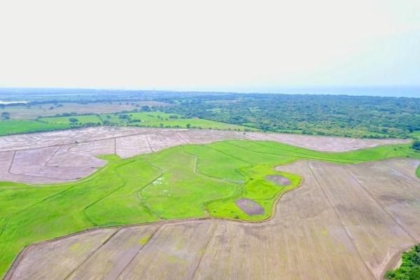 Operating rice farm for sale