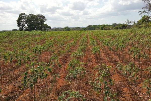 Venta de finca agrícola en ocú 128 hectáreas