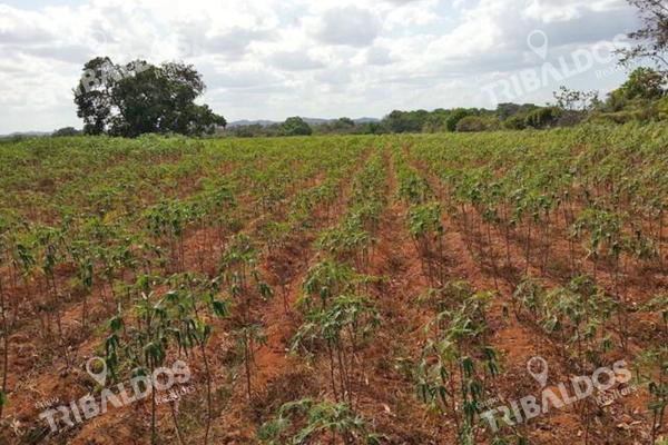 Venta de finca agrícola en ocú
