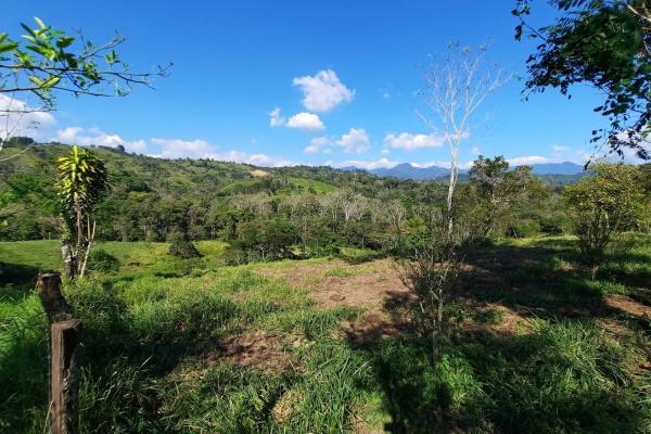 Finca agrícola en venta en renacimiento, monte lirio, palmarito.