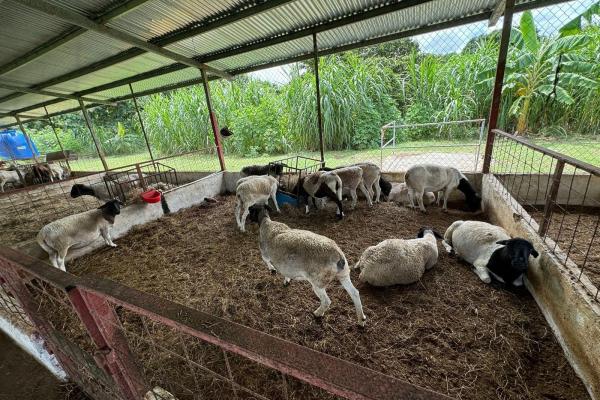 Beautiful 4.5 ha farm in el chirú, antón