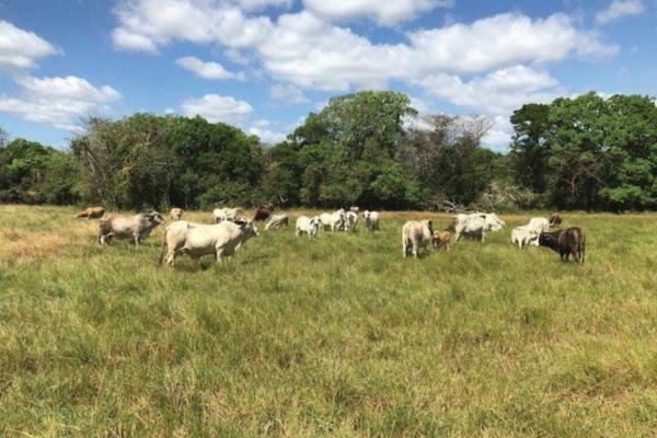 Venta de finca agrícola en ocú 128 hectáreas