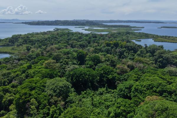 Retiro de finca de cacao de 14 hectáreas en tierra oscura