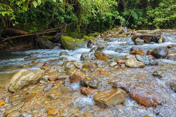 Land with natural forest and mountain views