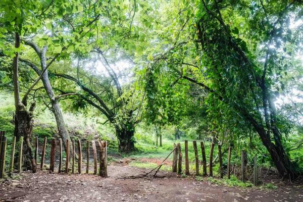 Expansive land for sale in las lomas, david