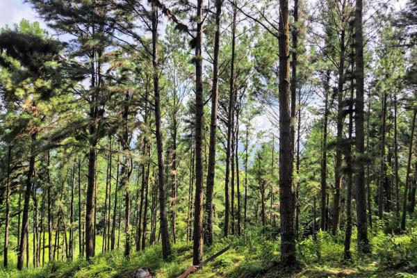 Land for sale in sorá chame