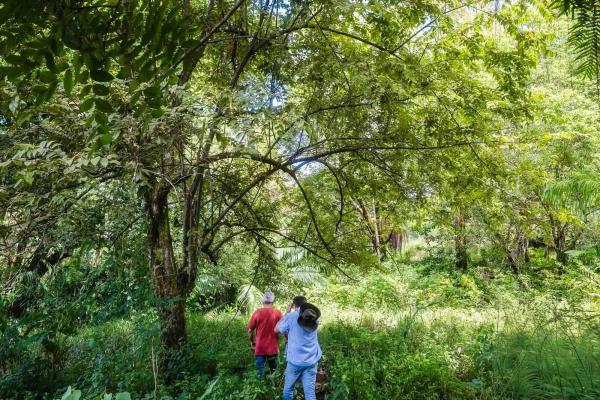 Expansive land for sale in las lomas, david
