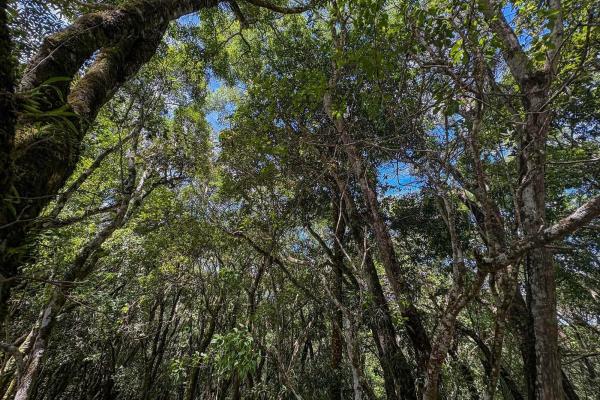 7,843 m² lot for sale in volcancito arriba