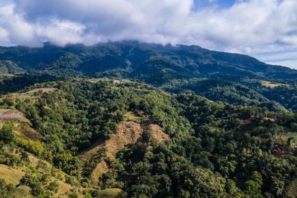 Finca cafetalera en venta en potrerillos arriba