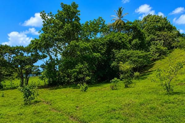 Terreno de 14,5 hectáreas a orillas del lago gatún, arenosa.