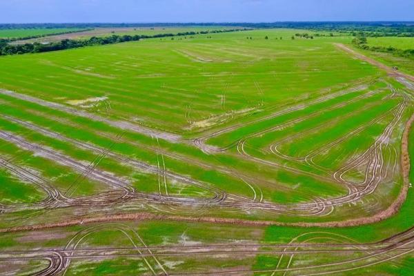 Operating rice farm for sale
