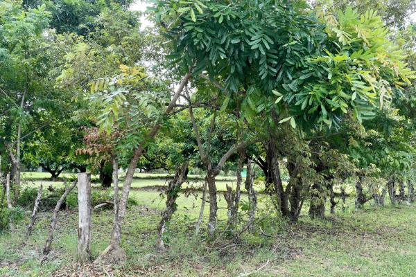 Venta de terreno en gorgona