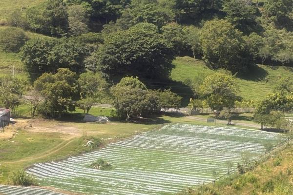 Venta de finca agroindustrial en volcan