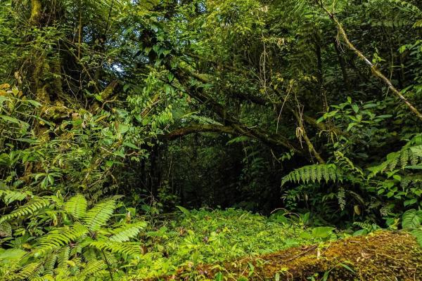 Land with natural forest and mountain views