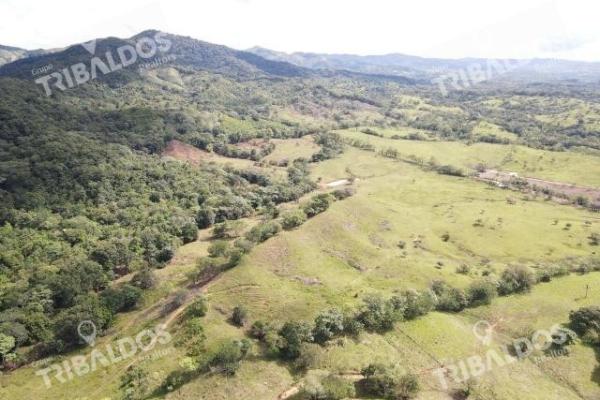 Se vende finca ganadera en margarita de chepo