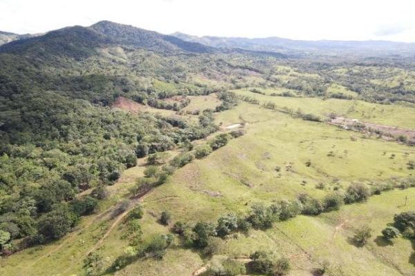 Venta de finca margarita chepo 200 has