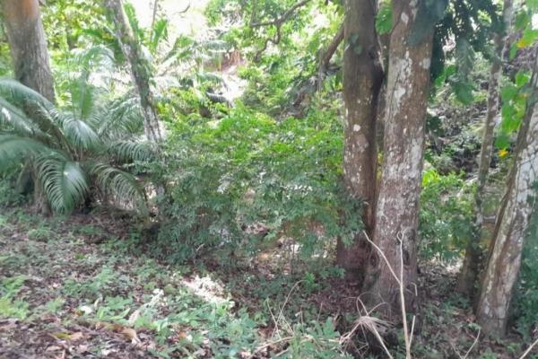 3+ ha in capira