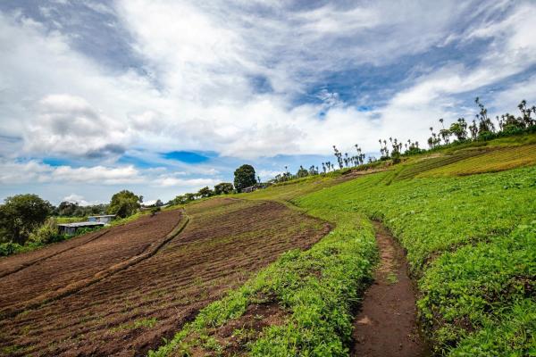 Tierras montañosas en boquete, panamá