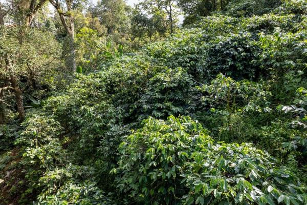 Finca de café y aguacate de boquete con vistas al volcán barú