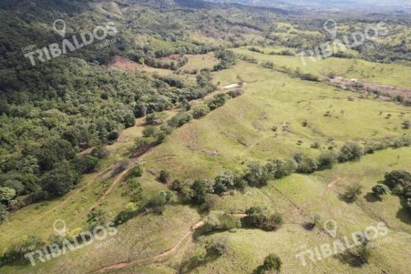 Se vende finca ganadera en margarita de chepo