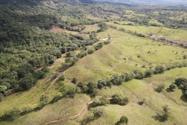 Venta de finca margarita chepo 200 has