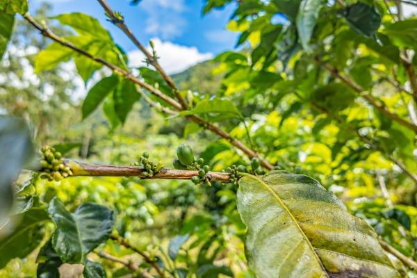 Flat coffee land with mountain views in palmira