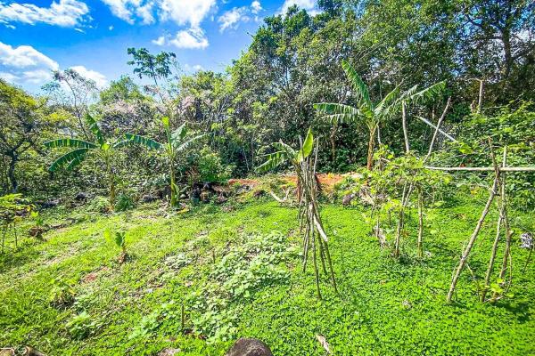18.4 hectare land close to el cope, cocle