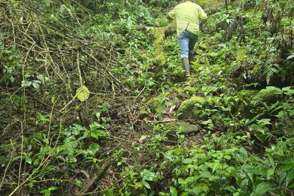 Terreno de 6,9 ha junto a boquete country club — venta de globo entero