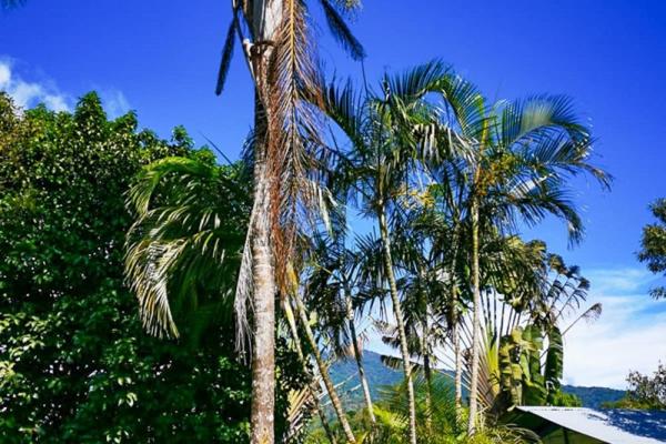 Finca cafetalera en venta en potrerillos arriba