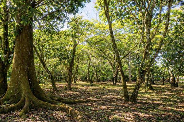 Potrerillos panama land opportunity