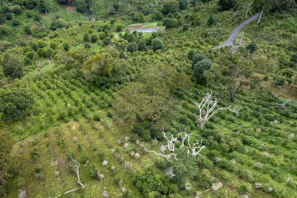 12 plus - ha producing coffee farm in boquete