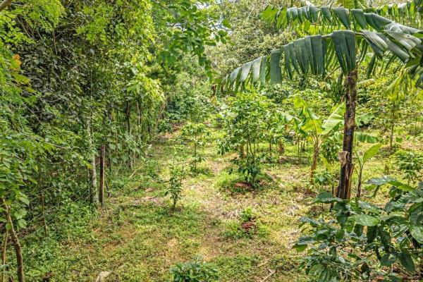 Flat coffee land with mountain views in palmira